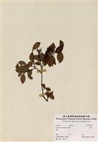 藏品(米飯花)的圖片